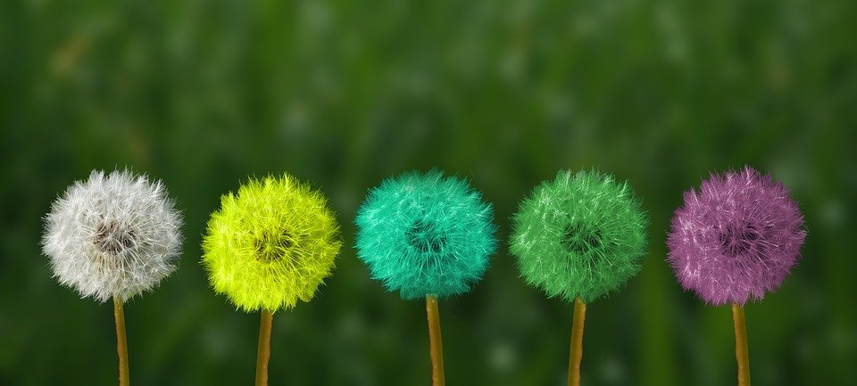 dandelion-2817950_960_720.jpg transformacion